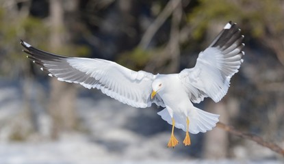 Seagull spread its wings. Sunny day in a winter forest. European herring gulls in winter. Scientific name: Larus argentatus.