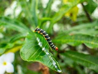 Caterpillar perched on a leaf in its habitat