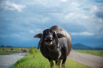 buffaio smile in field
