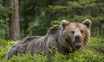 Obraz premium Wild Adult Male of Brown bear in the pine forest. Close up portrait. Scientific name: Ursus arctos. Natural habitat.