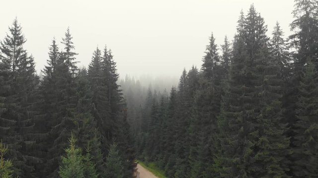 Coniferous forest in fog. Foggy morning in Carpathian mountains, Ukraine. Scenic alpine scene.