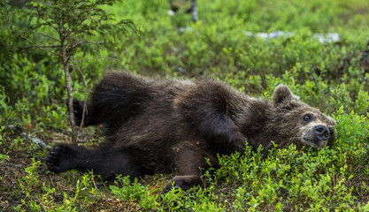 Cub of Brown Bear in the summer forest. Natural habitat. Scientific name: Ursus arctos. © Uryadnikov Sergey