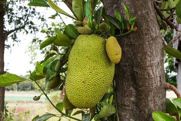 Asian summer fruits named Jackfruit scientific name Artocarpus heterophyllus,Small jackfruit...