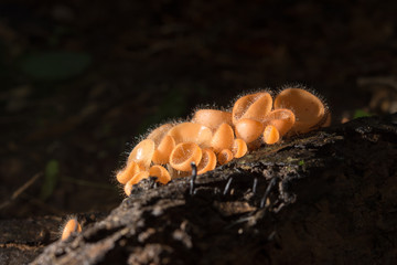 Orange mushroom, champagne mushroom in rain forest.