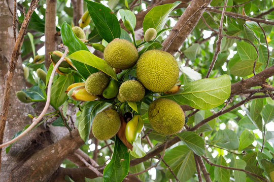 Asian summer fruits named Jackfruit scientific name Artocarpus heterophyllus,Small jackfruit hanging on jackfruit tree