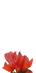 Beautifull and simple Red Bougainvillea on white background, with space for your text