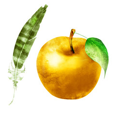 Watercolor apple with feather on white