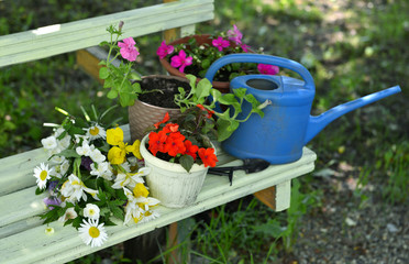Garden bench with bunch of wild flowers, pots with balsamine sprouts and waterin can.