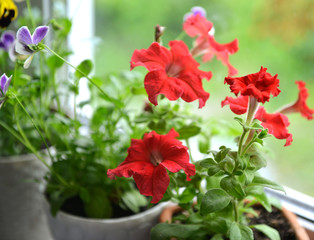Blooming red petunia flowers in pot on window sill.