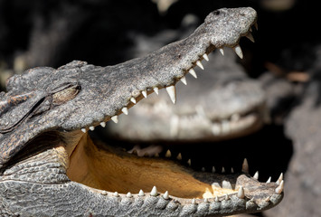 Close up Head of Crocodile was Sunbathing Isolated on Background