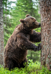 Fototapeta na wymiar Brown bear stands on its hind legs by a tree in a pine forest. Adult Male of Brown bear in the summer pine forest. Scientific name: Ursus arctos. Natural habitat.