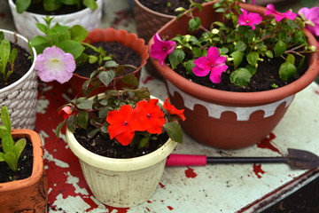 Flower pots with red and lilac balsamine, shovel on table in the garden.