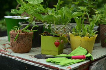 Pots with sprouts of strawberry and flowers with shovel on table in the garden.