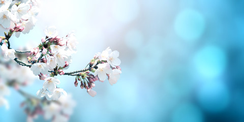 Beautiful magic spring scene with sakura flowers © frenta