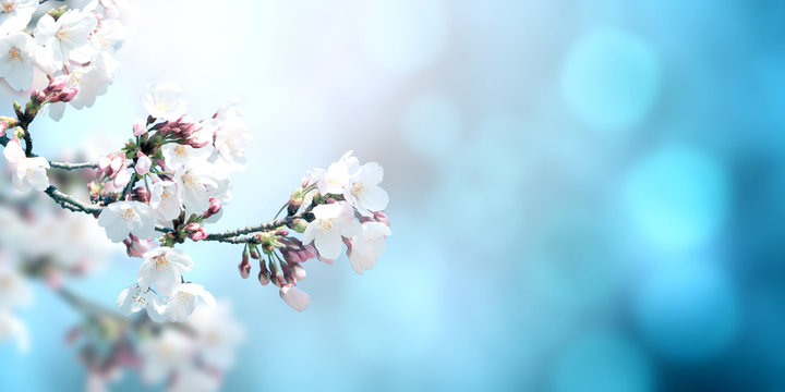 Beautiful magic spring scene with sakura flowers