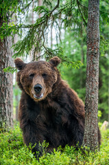 Wild Adult Male of Brown bear in the pine forest. Close up portrait. Scientific name: Ursus arctos. Natural habitat.