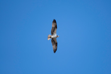 Osprey flying in Miyazaki city, Japan