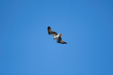 Fototapeta na wymiar Osprey flying in Miyazaki city, Japan