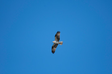 Osprey flying in Miyazaki city, Japan