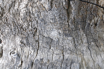 Texture of bark of an old sycamore