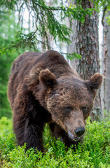 Wild Adult Male of Brown bear in the pine forest. Close up portrait. Scientific name: Ursus arctos. Natural habitat.