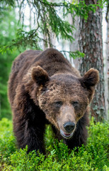 Fototapeta na wymiar Wild Adult Male of Brown bear in the pine forest. Close up portrait. Scientific name: Ursus arctos. Natural habitat.