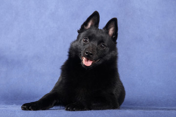 Black fluffy dog Schipperke smiles on a blue background