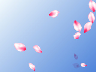 Spring blossom isolated petals flying