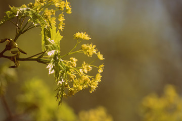 Flowers and young leaves of a maple tree in spring day close-up. Retro style toned.