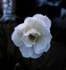 Obraz premium makro białego kwiatu