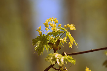 Flowers and young leaves of a maple tree in spring day close-up. Retro style toned.