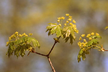 Flowers and young leaves of a maple tree in spring day close-up. Retro style toned.