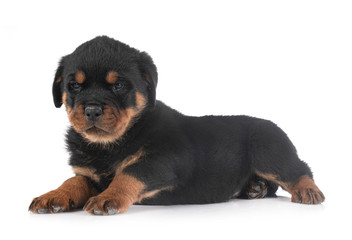 puppy rottweiler in studio