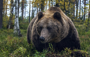 Big Adult Male of Brown bear in the autumn forest. Closeup front view. Scientific name: Ursus arctos. Natural habitat.
