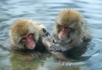 Fototapeta premium Japanese macaque in the water of natural hot springs. The Japanese macaque ( Scientific name: Macaca fuscata), also known as the snow monkey. Natural habitat, winter season.