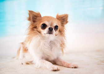 chihuahua in studio