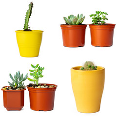 Collage of potted succulents isolated on white
