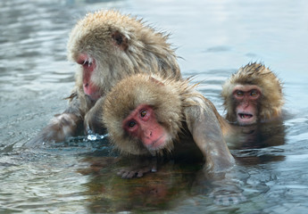 Naklejka premium Snow monkey. The Japanese macaque ( Scientific name: Macaca fuscata), also known as the snow monkey.