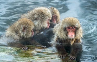Fototapeta premium Japanese macaque in the water of natural hot springs. The Japanese macaque ( Scientific name: Macaca fuscata), also known as the snow monkey. Natural habitat, winter season.