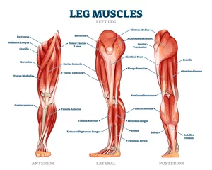 Fotobehang Leg muscle anatomical structure, labeled front, side and back view diagrams © VectorMine