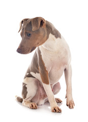 brazilian terrier in studio