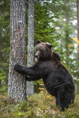 A bear stands by a tree on its hind legs and sticks out its tongue. Autumn forest. Scientific name: Ursus arctos. Natural habitat. .