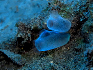 The amazing and mysterious underwater world of Indonesia, North Sulawesi, Manado, sea squirts