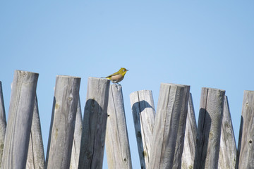 Japanese white-eye in Miyazaki city, Japan