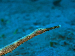 The amazing and mysterious underwater world of Indonesia, North Sulawesi, Manado, needlefish