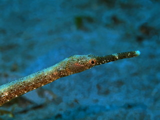 The amazing and mysterious underwater world of Indonesia, North Sulawesi, Manado, needlefish