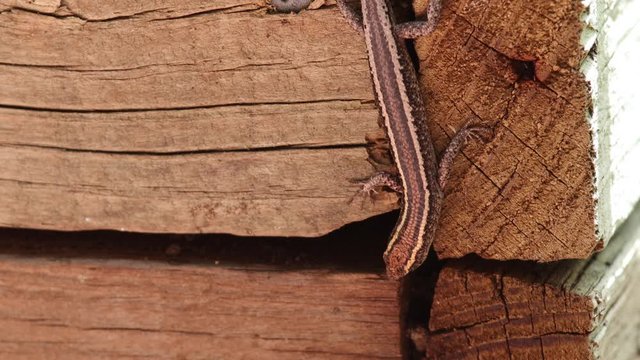 Close up of a native Australian wood skink lizard hiding in timber garden bed