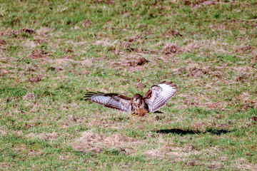buzzard in field