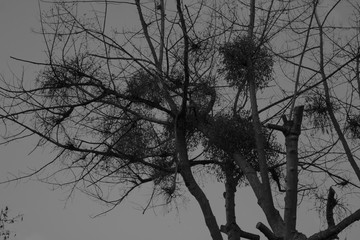 the treetops in black and white