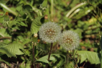 Pusteblume